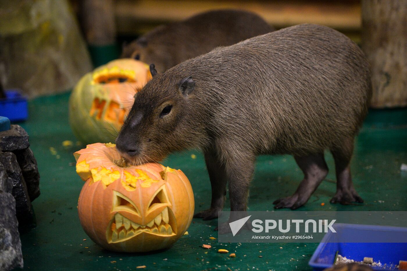 Calybara in Novosibirsk Zoo enclosure
