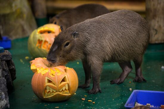 Calybara in Novosibirsk Zoo enclosure