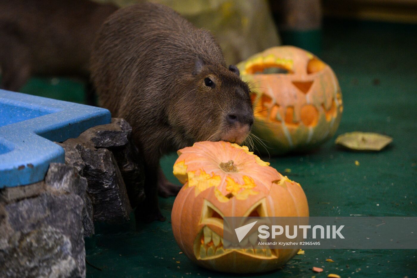 Halloween celebrations