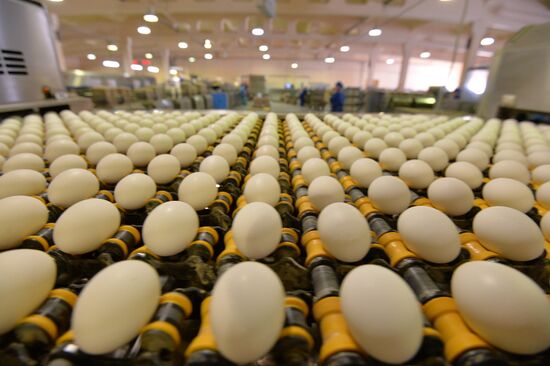 Poultry farm in Chelyabinsk Region