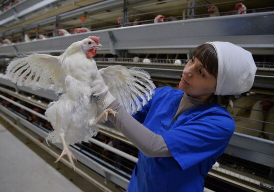 Poultry farm in Chelyabinsk Region