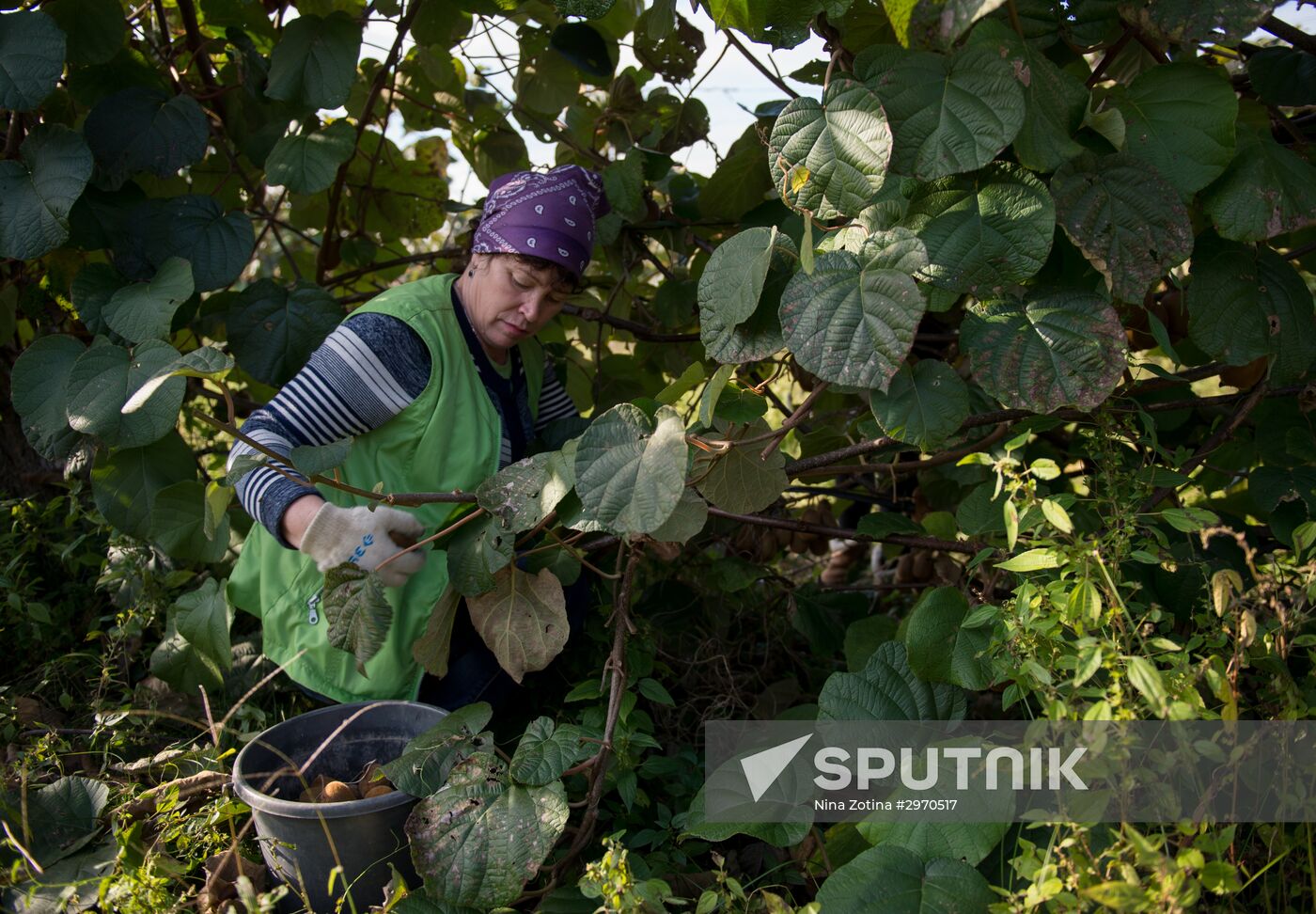 Picking kiwi-fruits in Sochi