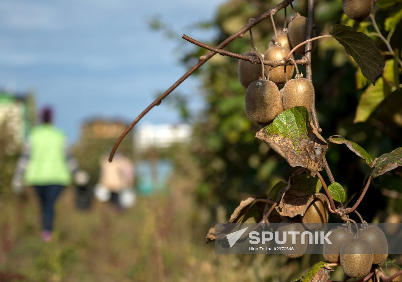 Picking kiwi-fruits in Sochi