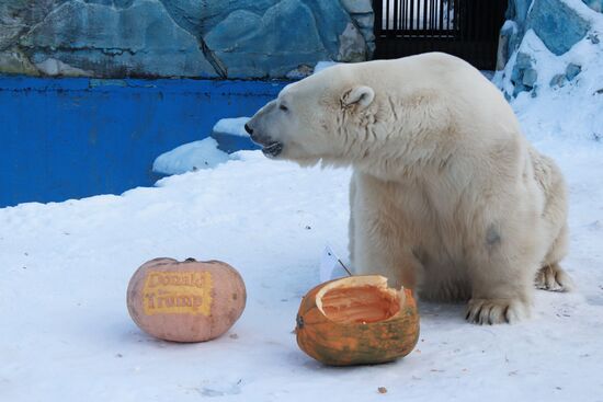 Tigress and polar bear in Krasnoyarsk predict US presidential election's result