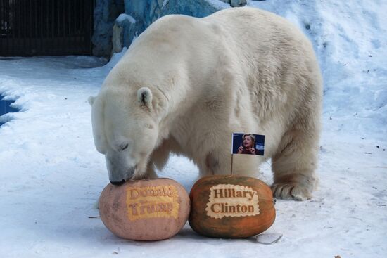 Tigress and polar bear in Krasnoyarsk predict US presidential election's result