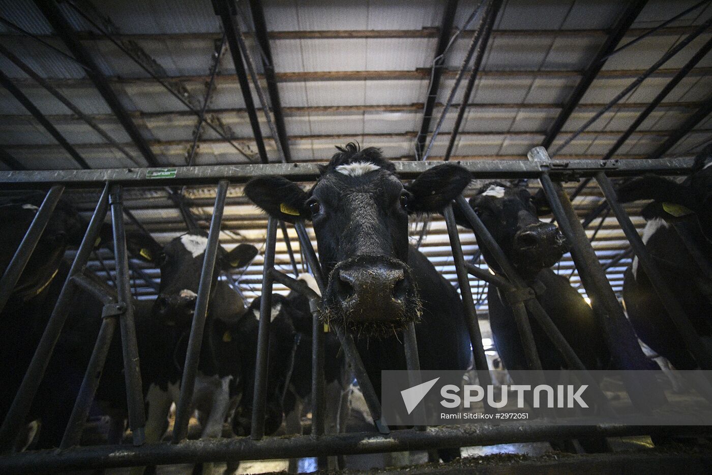 Farm in Moscow Region