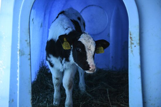 Farm in Moscow Region