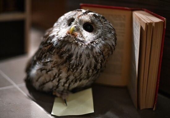 Yeva the Owl at Dom Knigi bookstore in Arbat