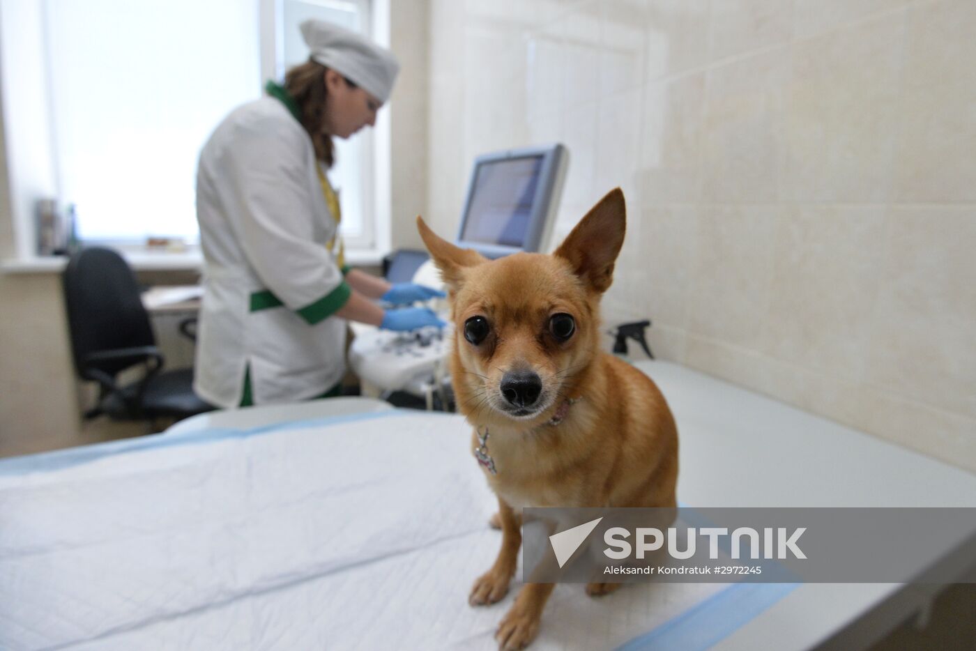 Chelyabinsk Veterinary Center