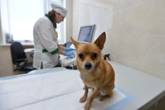 Chelyabinsk Veterinary Center