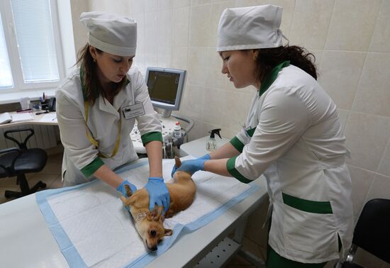 Chelyabinsk Veterinary Center