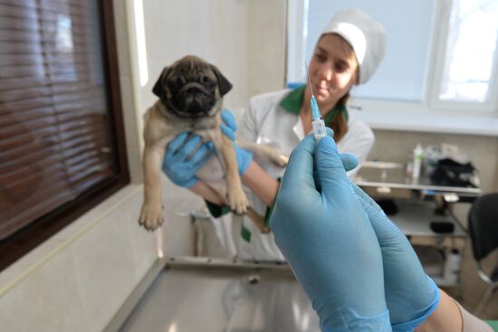 Chelyabinsk Veterinary Center