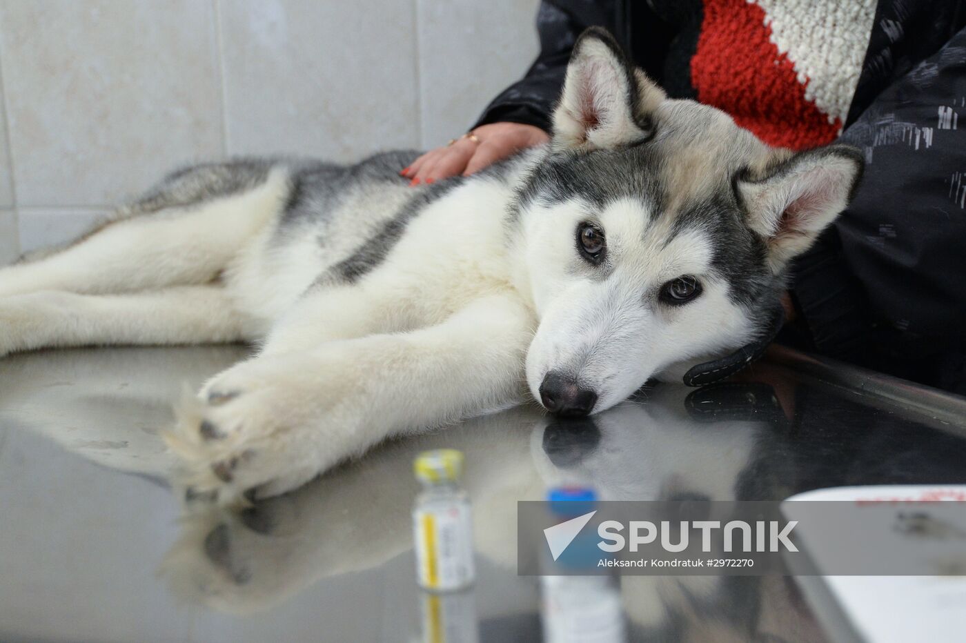 Chelyabinsk Veterinary Center