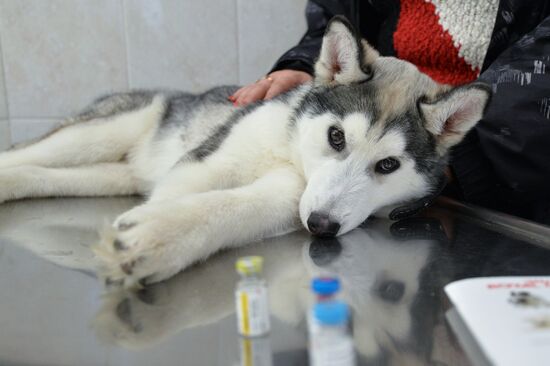 Chelyabinsk Veterinary Center