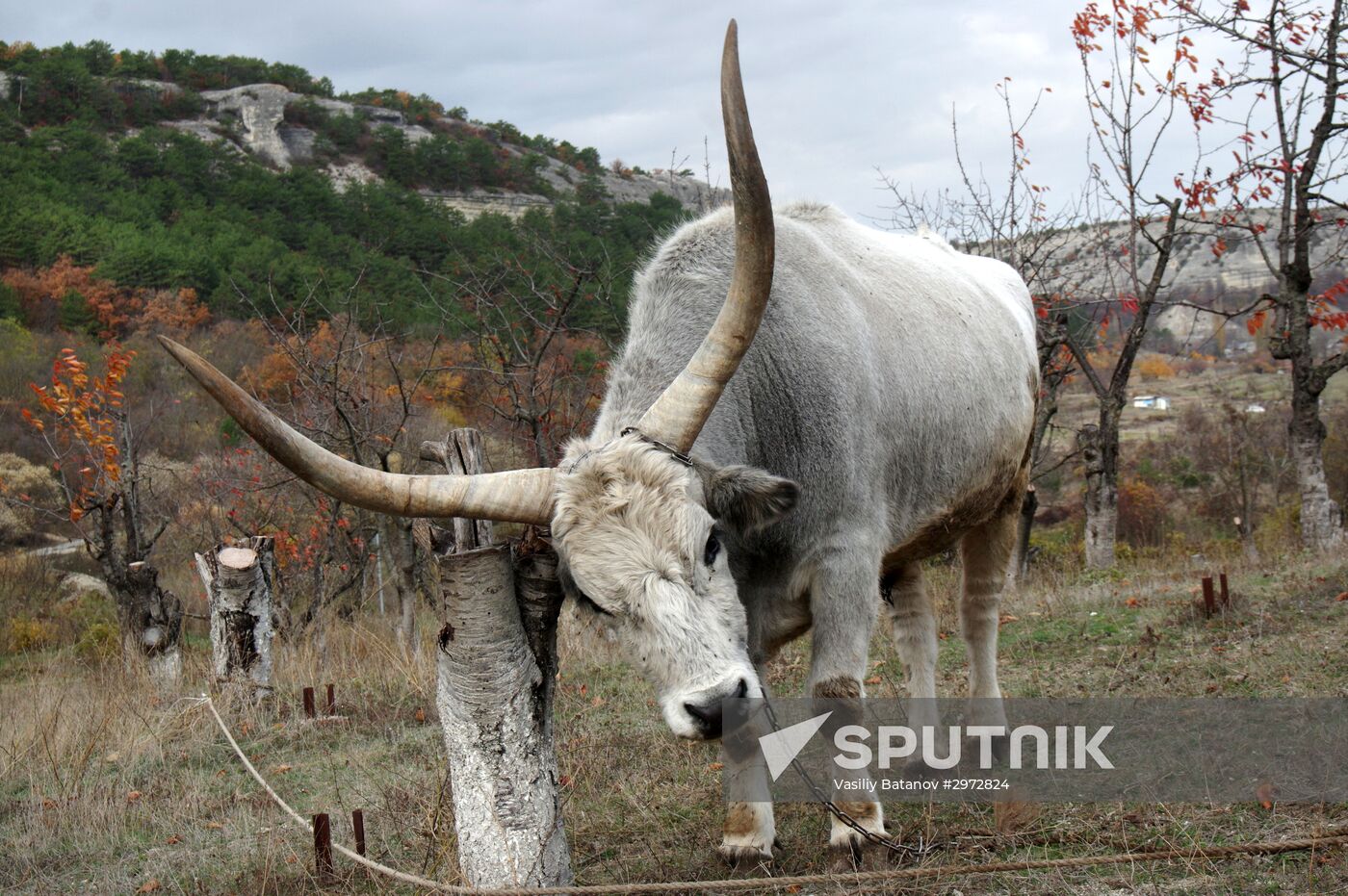 Russian regions. Crimea