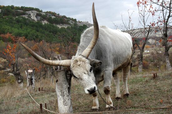 Russian regions. Crimea