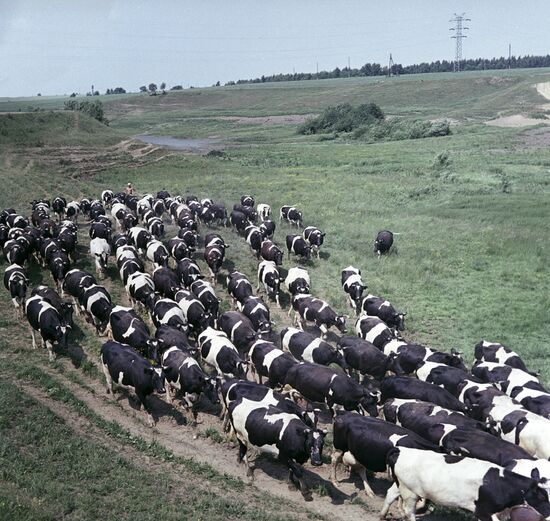 Lenin Collective Farm in the Moscow region