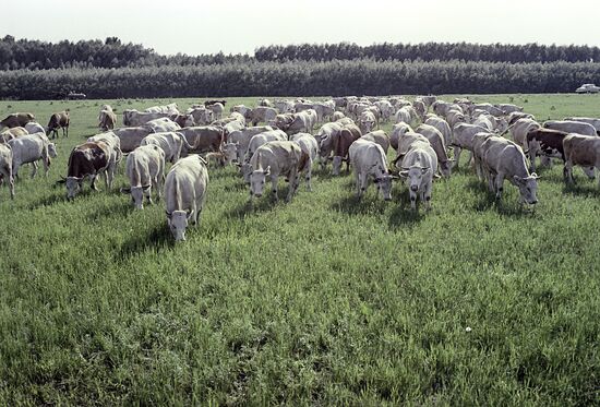 Peschansky state cattle breeding farm in Kazakhstan