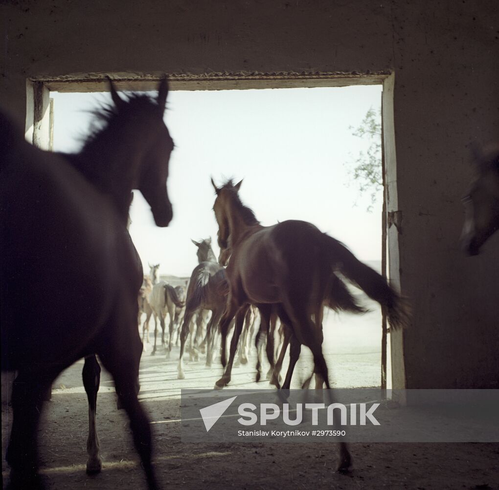 Ashgabat Horse-Breeding Center "Komsomol"