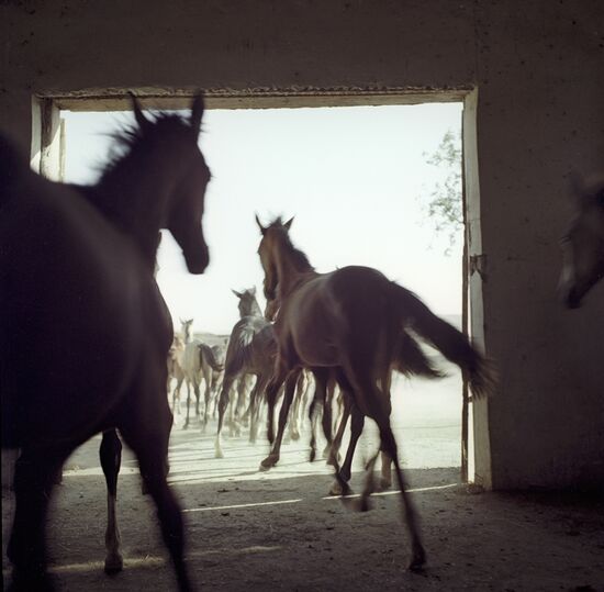 Ashgabat Horse-Breeding Center "Komsomol"