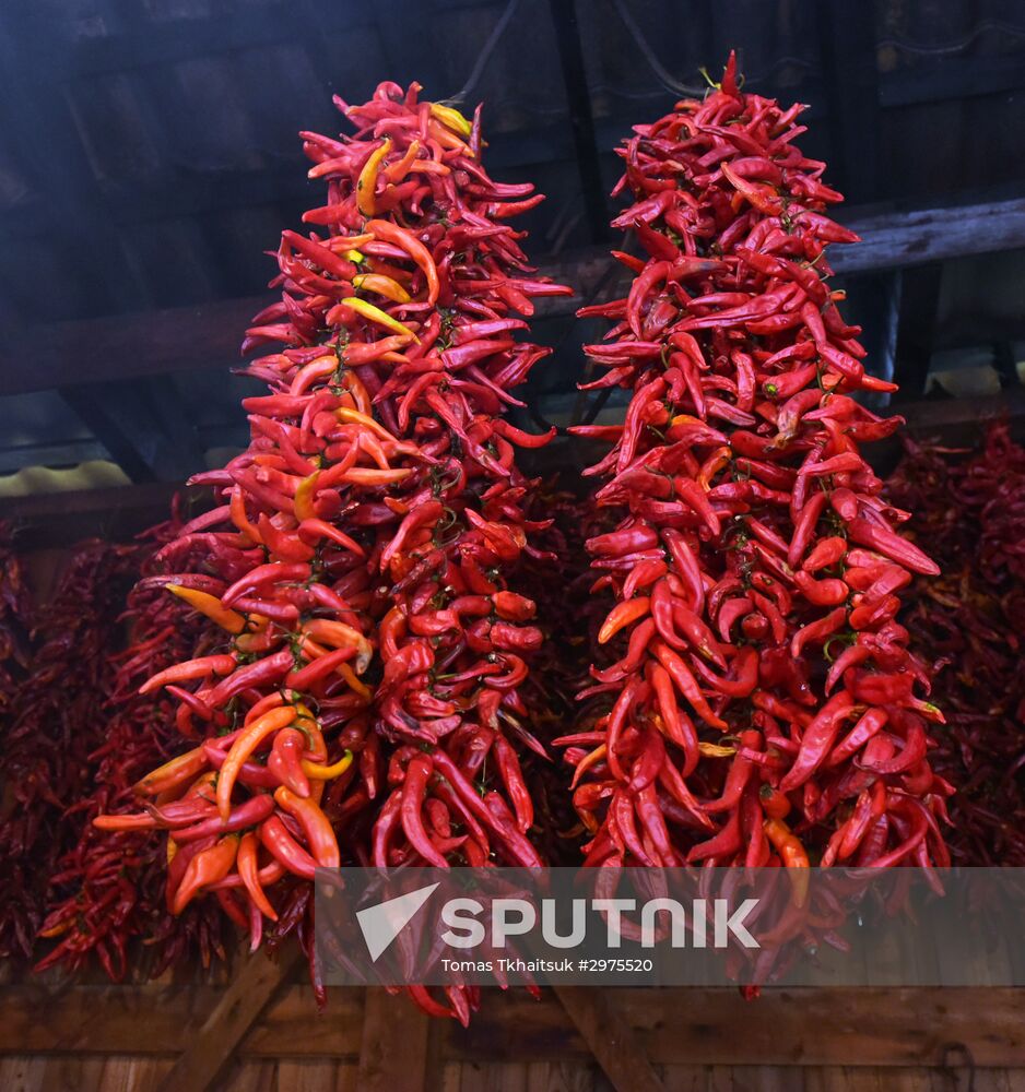 Production of adjika sauce in Abkhazia