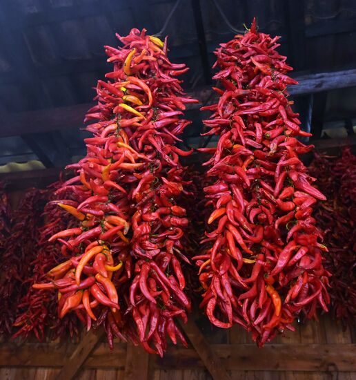 Production of adjika sauce in Abkhazia