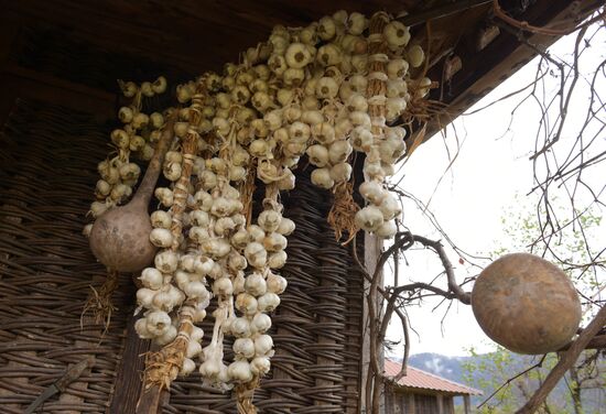 Production of adjika sauce in Abkhazia