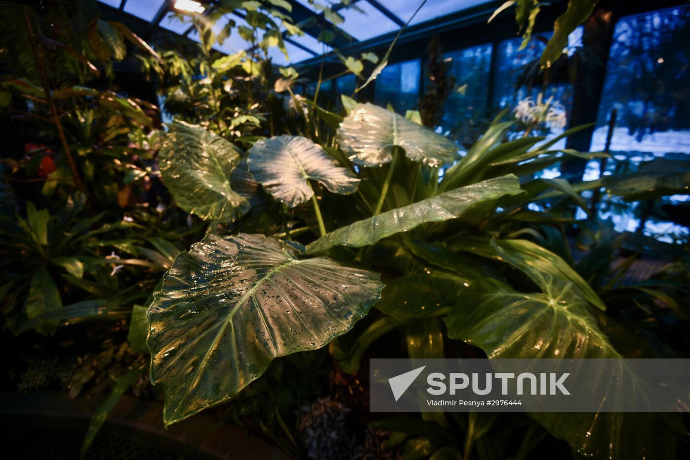Greenhouse with tropical water lilies opened in Moscow State University's Botanic Garden (Apothecary Garden)