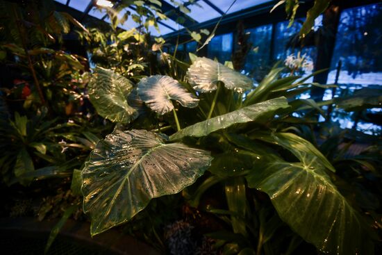 Greenhouse with tropical water lilies opened in Moscow State University's Botanic Garden (Apothecary Garden)