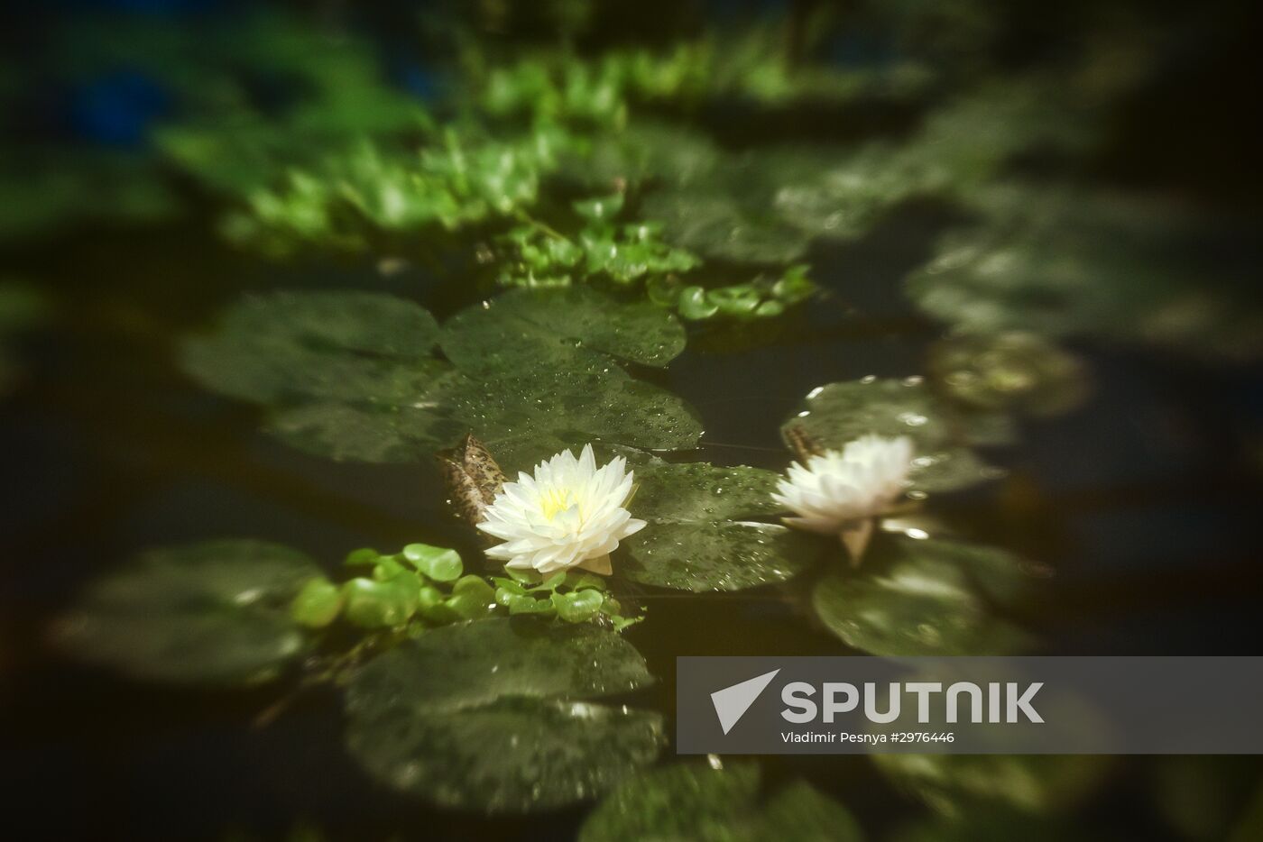 Greenhouse with tropical water lilies opened in Moscow State University's Botanic Garden (Apothecary Garden)