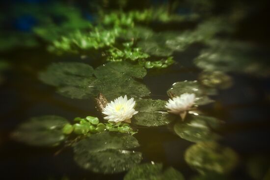 Greenhouse with tropical water lilies opened in Moscow State University's Botanic Garden (Apothecary Garden)