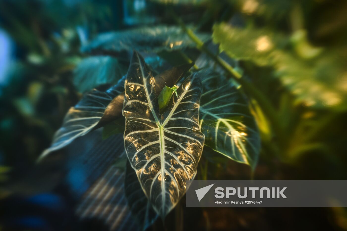 Greenhouse with tropical water lilies opened in Moscow State University's Botanic Garden (Apothecary Garden)