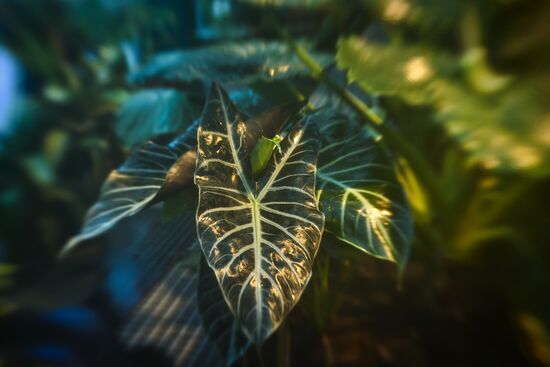 Greenhouse with tropical water lilies opened in Moscow State University's Botanic Garden (Apothecary Garden)