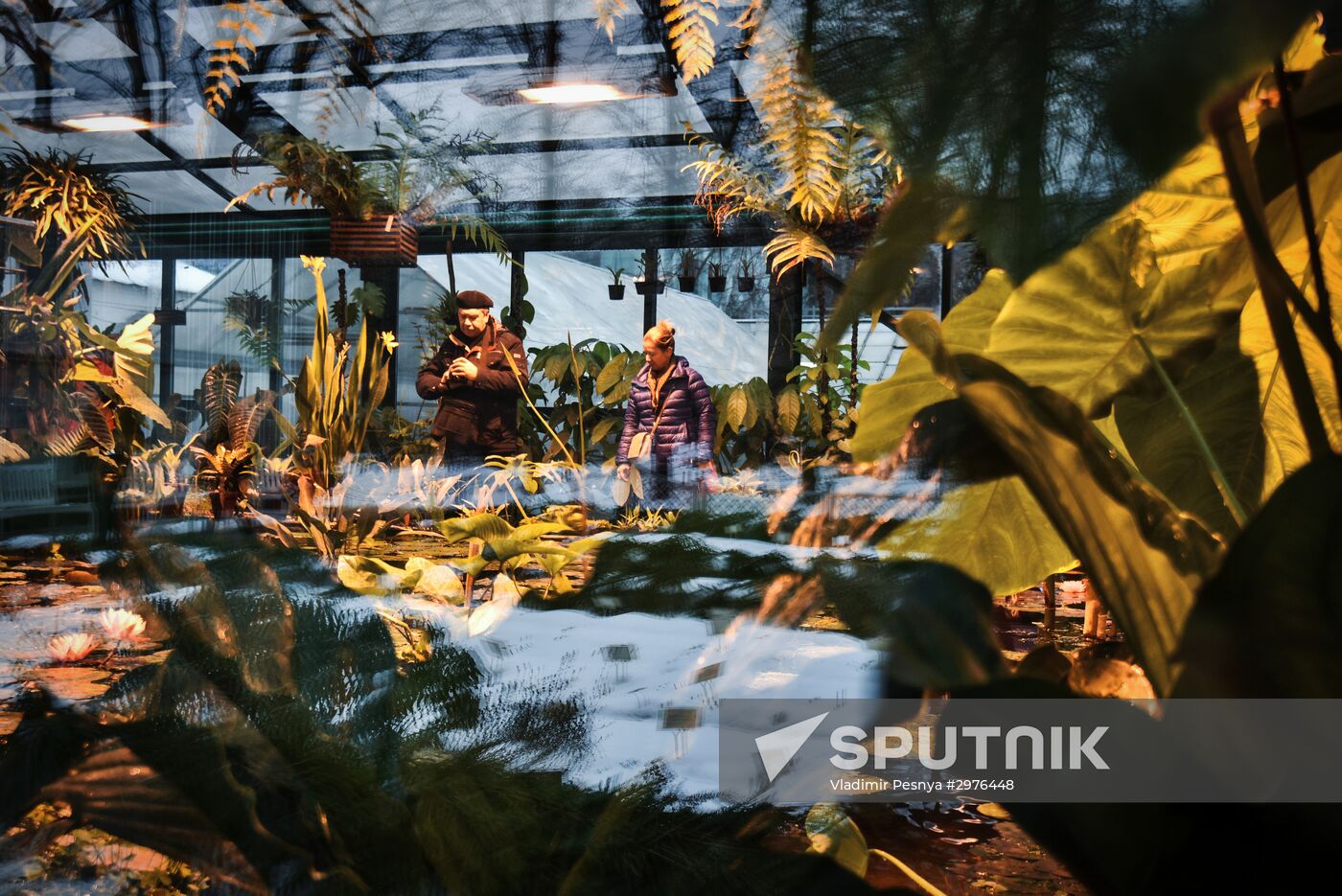 Greenhouse with tropical water lilies opened in Moscow State University's Botanic Garden (Apothecary Garden)