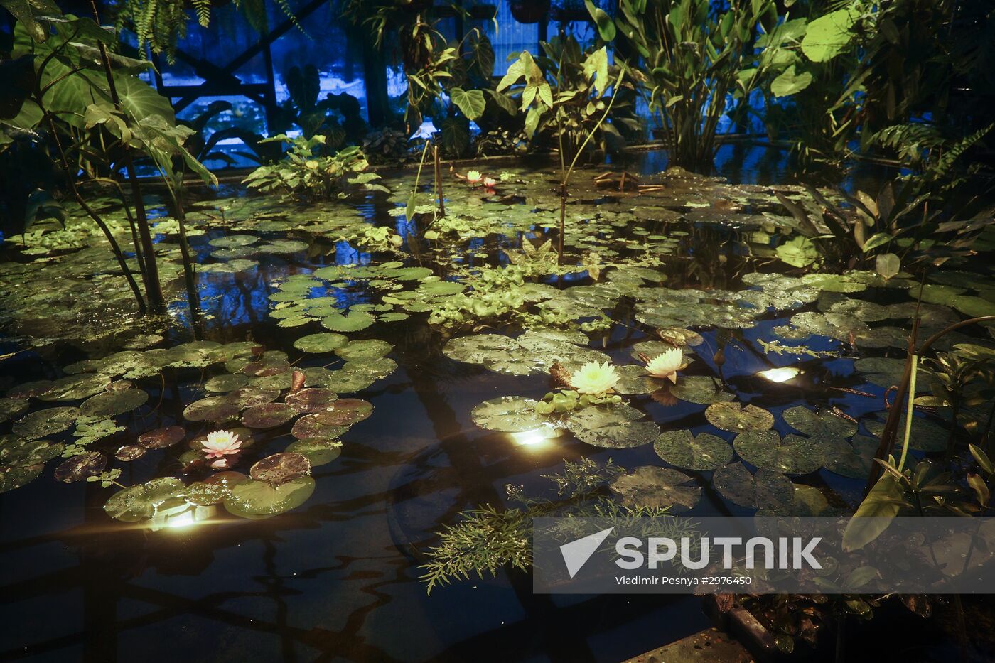 Greenhouse with tropical water lilies opened in Moscow State University's Botanic Garden (Apothecary Garden)