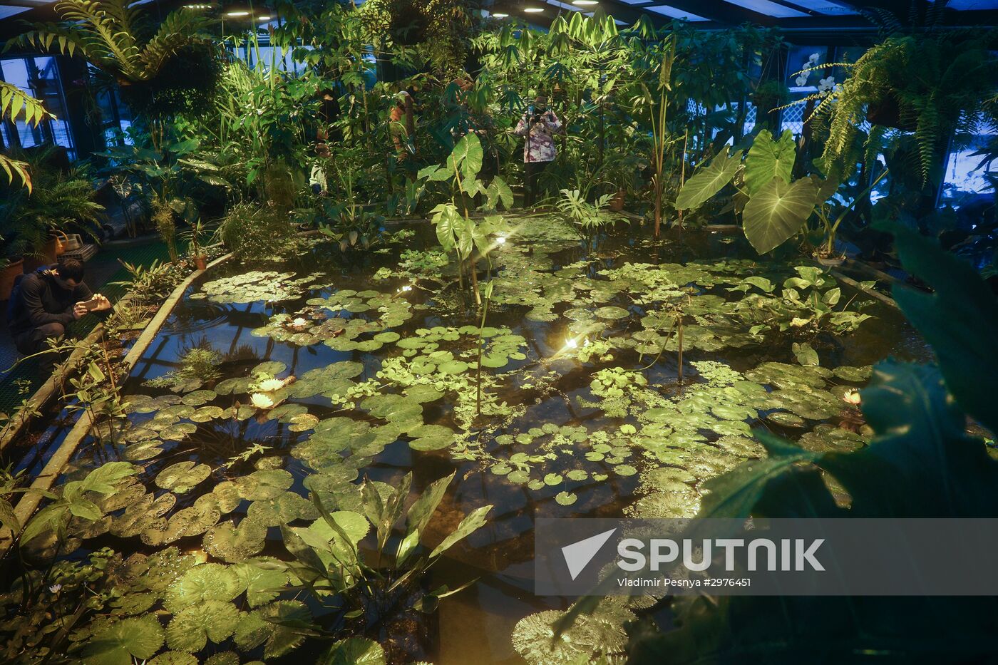 Greenhouse with tropical water lilies opened in Moscow State University's Botanic Garden (Apothecary Garden)