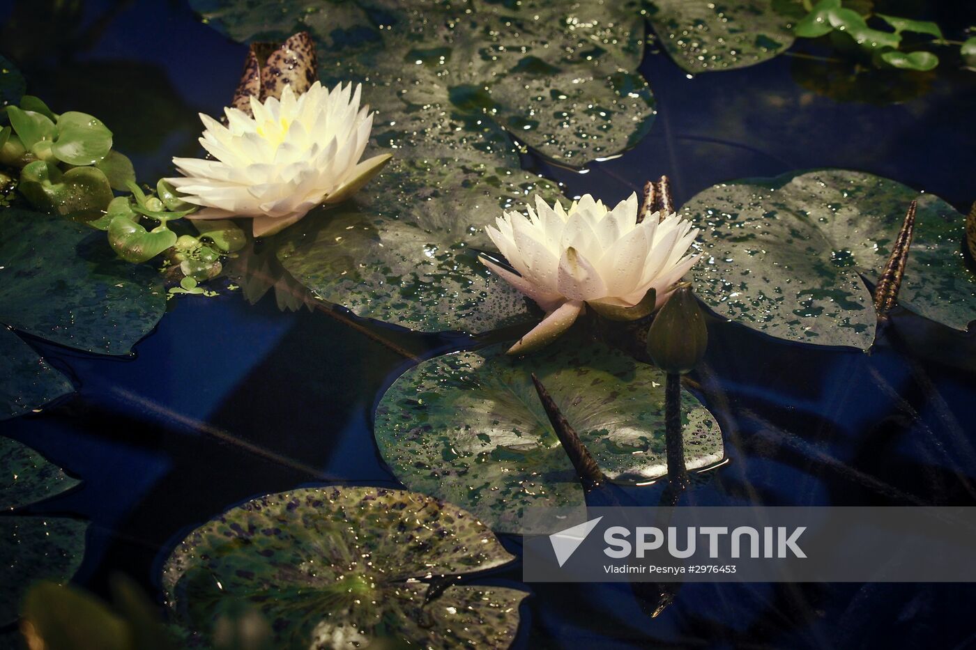 Greenhouse with tropical water lilies opened in Moscow State University's Botanic Garden (Apothecary Garden)