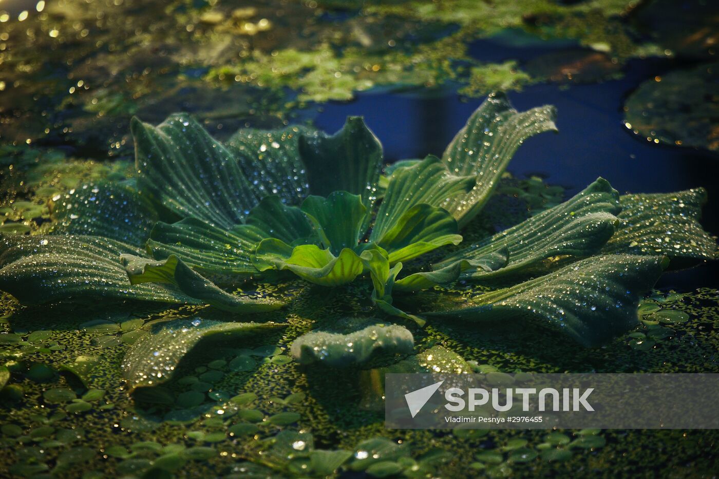 Greenhouse with tropical water lilies opened in Moscow State University's Botanic Garden (Apothecary Garden)