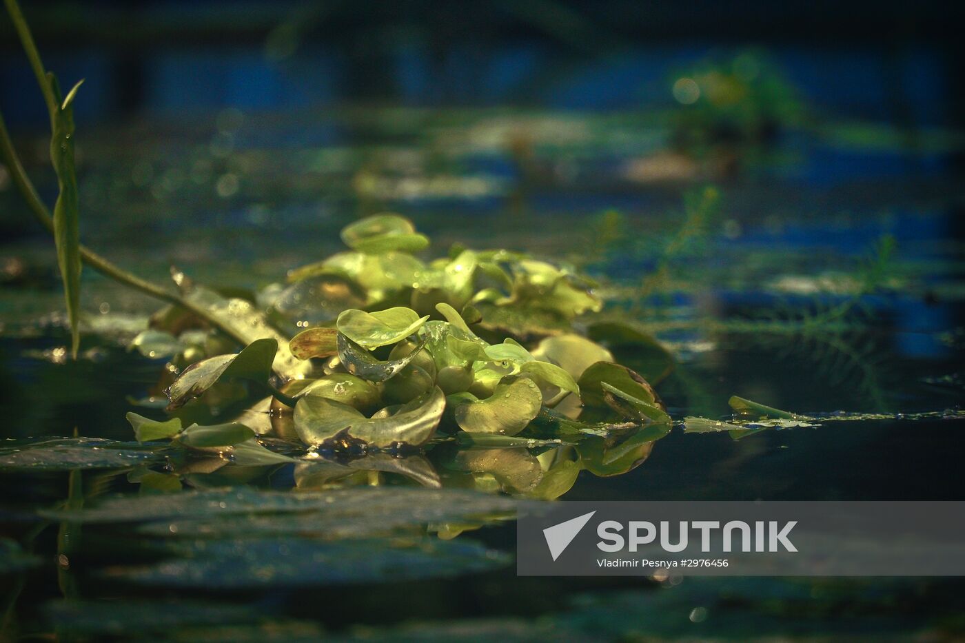 Greenhouse with tropical water lilies opened in Moscow State University's Botanic Garden (Apothecary Garden)