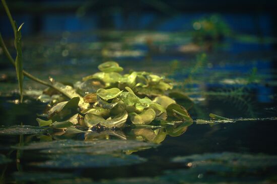 Greenhouse with tropical water lilies opened in Moscow State University's Botanic Garden (Apothecary Garden)