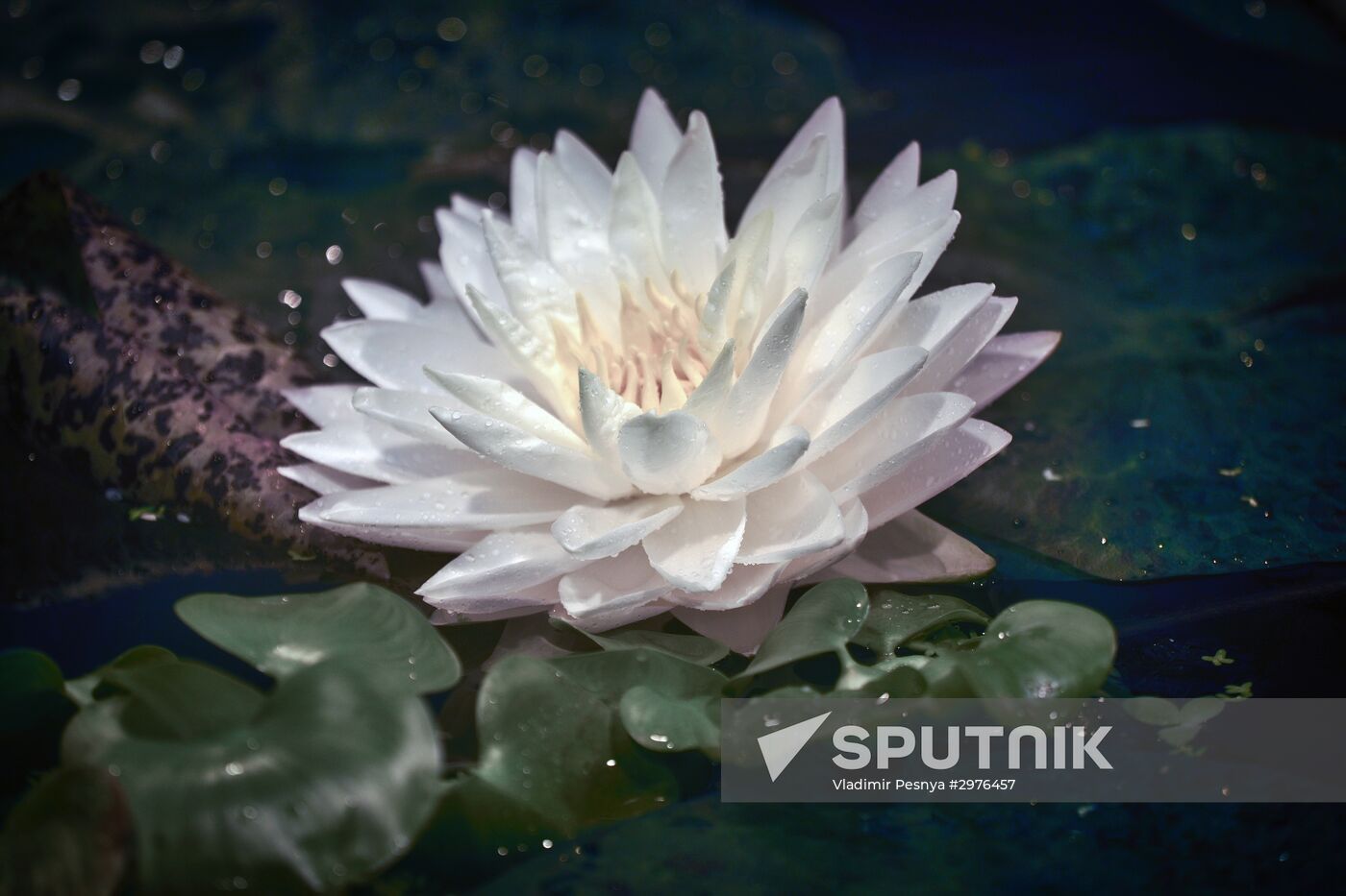 Greenhouse with tropical water lilies opened in Moscow State University's Botanic Garden (Apothecary Garden)