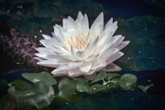 Greenhouse with tropical water lilies opened in Moscow State University's Botanic Garden (Apothecary Garden)