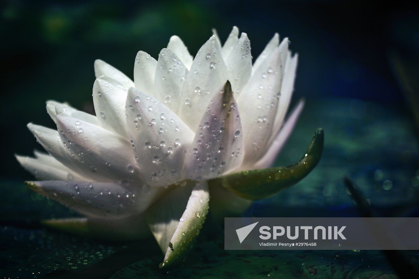 Greenhouse with tropical water lilies opened in Moscow State University's Botanic Garden (Apothecary Garden)
