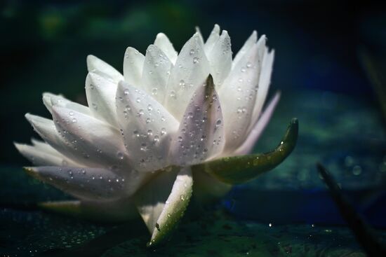 Greenhouse with tropical water lilies opened in Moscow State University's Botanic Garden (Apothecary Garden)