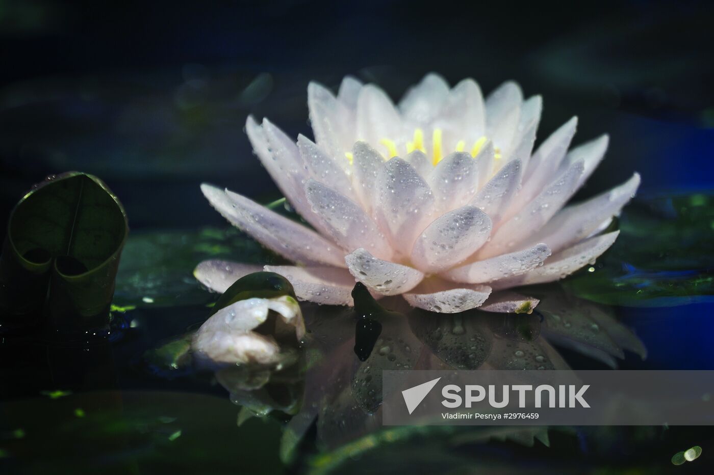 Greenhouse with tropical water lilies opened in Moscow State University's Botanic Garden (Apothecary Garden)