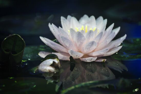 Greenhouse with tropical water lilies opened in Moscow State University's Botanic Garden (Apothecary Garden)