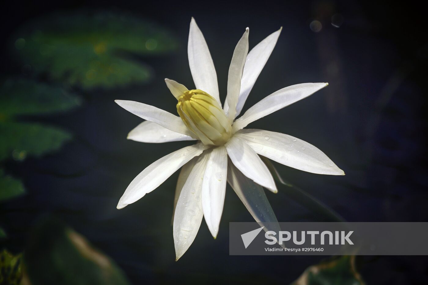 Greenhouse with tropical water lilies opened in Moscow State University's Botanic Garden (Apothecary Garden)