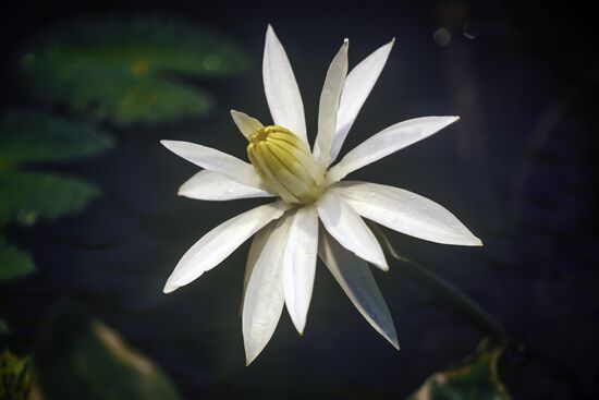 Greenhouse with tropical water lilies opened in Moscow State University's Botanic Garden (Apothecary Garden)