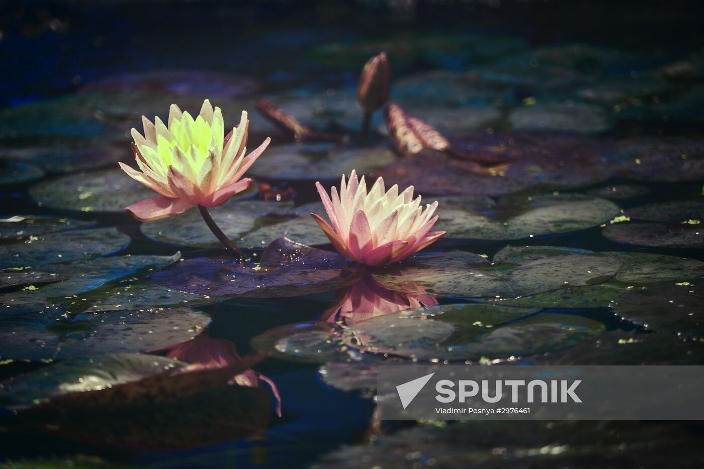 Greenhouse with tropical water lilies opened in Moscow State University's Botanic Garden (Apothecary Garden)