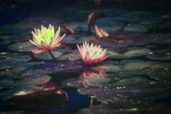 Greenhouse with tropical water lilies opened in Moscow State University's Botanic Garden (Apothecary Garden)
